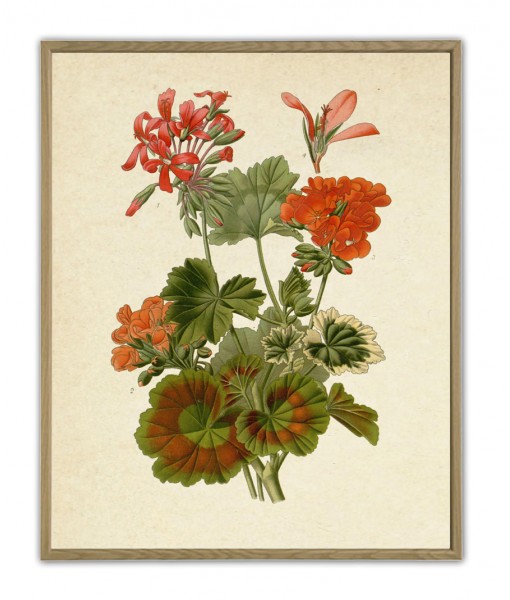 Geranium Flower Print, Large Scale Decor, ...