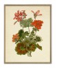 Geranium Flower Print, Large Scale Decor, Vintage Botanical Illustration by Otto Thome