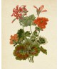 Geranium Flower Print, Large Scale Decor, Vintage Botanical Illustration by Otto Thome