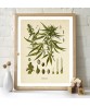 Cannabis Sativa Print – Marijuana Poster - Medical Plant Botanical Illustration by Franz Kohler – Wall Art Decor